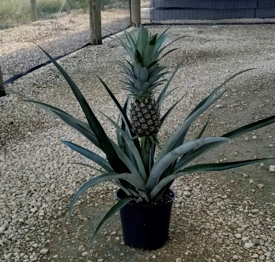 8" Pineapple - Click Image to Close